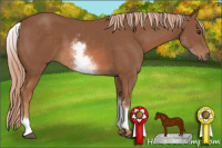 Horse Color:White Spotted Chestnut 