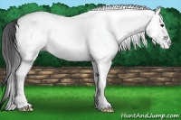 Horse Color:White Spotted Black Blanket 