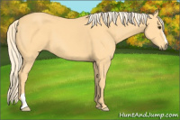 Horse Color:Palomino 
