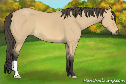 Horse Color: Unknown 