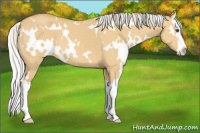 Horse Color:White Spotted Silver Buckskin Dun Splash