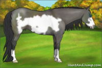 Horse Color:Grullo Frame