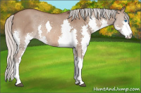 Horse Color:Silver Brown Dun Splash Rabicano 
