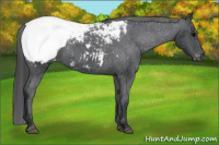Horse Color:Brown Appaloosa