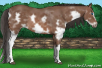 Horse Color:Bay Splash Frame Rabicano 