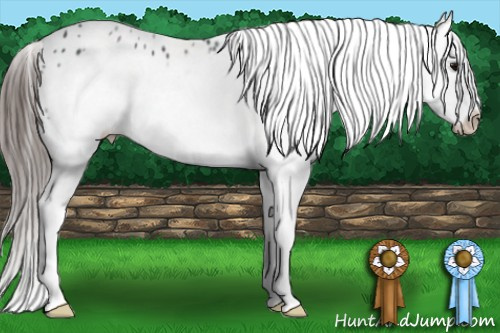 Horse Color: White Spotted Black Frame Blanket Rabicano 