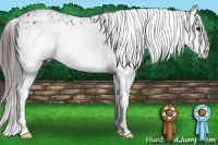 Horse Color:White Spotted Black Frame Appaloosa Rabicano 