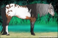 Horse Color:Bay Roan Frame Appaloosa 