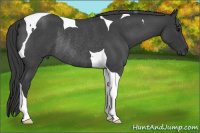 Horse Color:Blue Roan Tobiano Rabicano