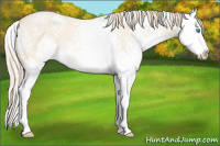 Horse Color:White Spotted Perlino Dun Sabino Splash 