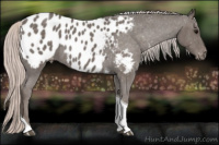Horse Color:Silver Blue Roan Tobiano Appaloosa 
