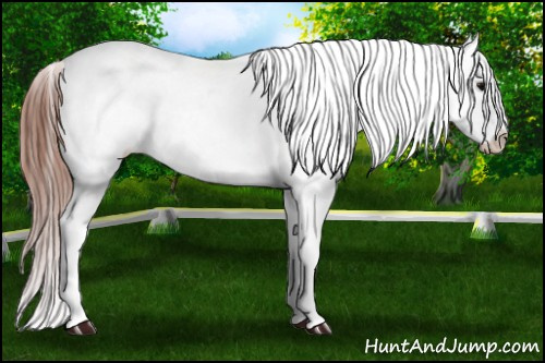Horse Color: Brown Near Fewspot 