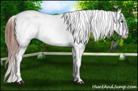 Horse Color:Brown Appaloosa 