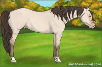 Horse Color:Amber Champagne Dun Rabicano