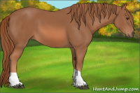 Horse Color:Chestnut Tobiano