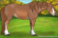 Horse Color:Chestnut Splash Tobiano
