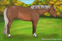 Horse Color:Silver Bay Sabino 