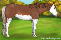Horse Color:Liver Chestnut Splash