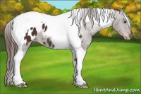 Horse Color:Liver Chestnut Tobiano Blanket 