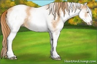 Horse Color:White Spotted Gold Champagne 