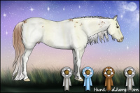 Horse Color:Chestnut Sabino Splash