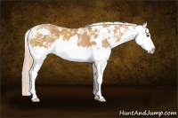 Horse Color:Chestnut Sabino Splash