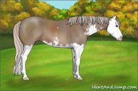 Horse Color:Silver Black Sabino Splash