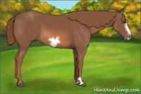 Horse Color:Liver Chestnut Frame 