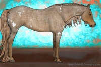 Horse Color:White Spotted Chocolate Palomino Roan 