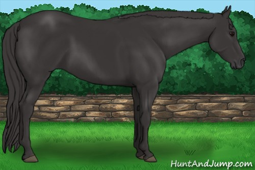 Horse Color: Buckskin 