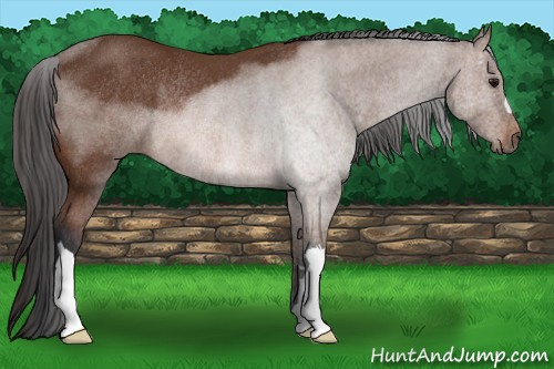 Horse Color: Bay Rabicano 