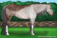 Horse Color:Bay Rabicano 