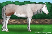 Horse Color:Bay Splash 