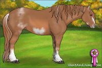 Horse Color:White Spotted Chestnut Frame 