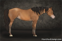 Horse Color:Gray Amber Champagne 