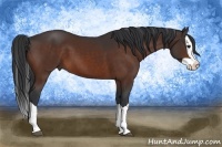 Horse Color:Bay Splash 