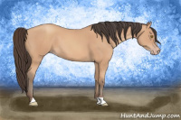 Horse Color:Amber Champagne 