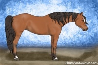 Horse Color:Bay Sabino 