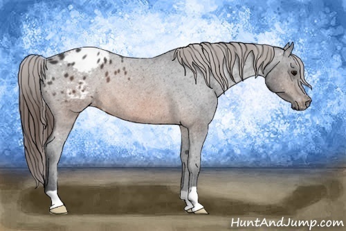 Horse Color: Brown Roan Blanket Rabicano 