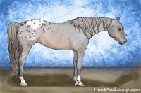 Horse Color:Brown Roan Blanket Rabicano 
