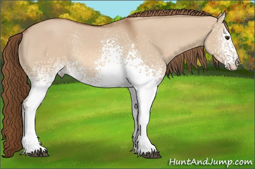 Horse Color: White Spotted Liver Red Dun 