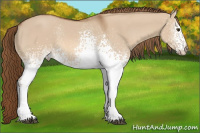Horse Color:White Spotted Liver Red Dun