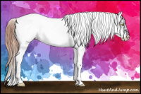 Horse Color:Sable Champagne Splash Appaloosa