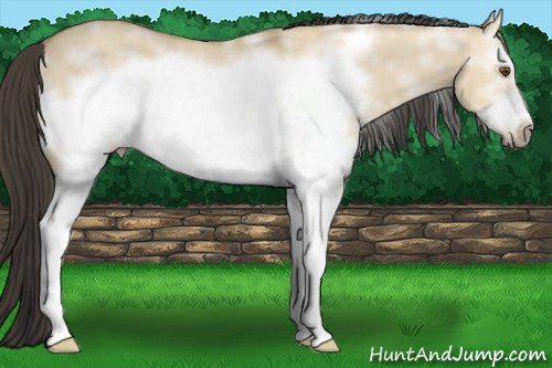 Horse Color: White Spotted Buckskin Dun Sabino Frame 
