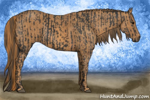 Horse Color: Black  Brindle