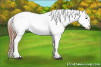 Horse Color:White Spotted Grullo Splash Appaloosa Rabicano 