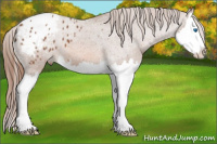 Horse Color:Chestnut Splash Appaloosa 