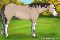 Horse Color:Bay Dun Splash 