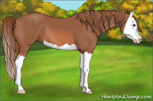Horse Color: Liver Chestnut Splash 