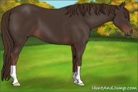 Horse Color:Liver Chestnut 